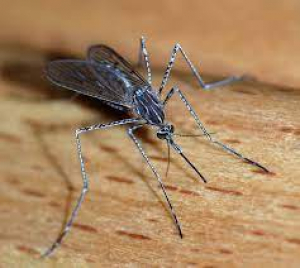 Οδηγίες ΕΟΔΥ - Προστασία από τα κουνούπια