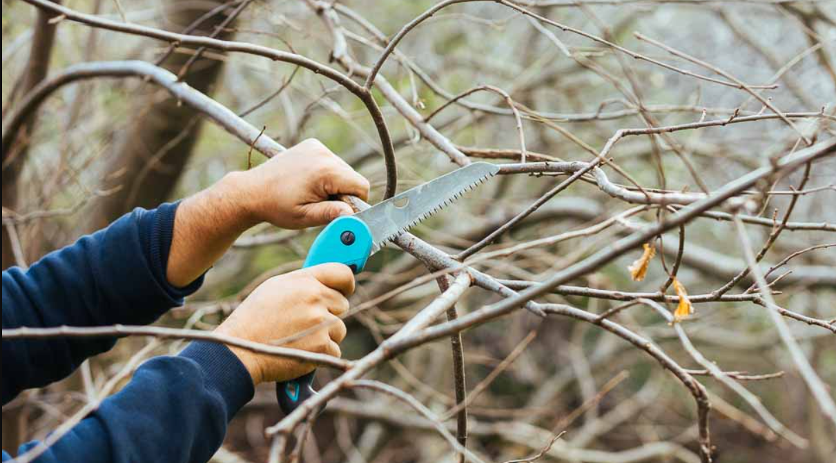 Κοπή κλαδιών και βλάστησης που θέτουν σε κίνδυνο την ασφαλή κυκλοφορία πεζών και οχημάτων