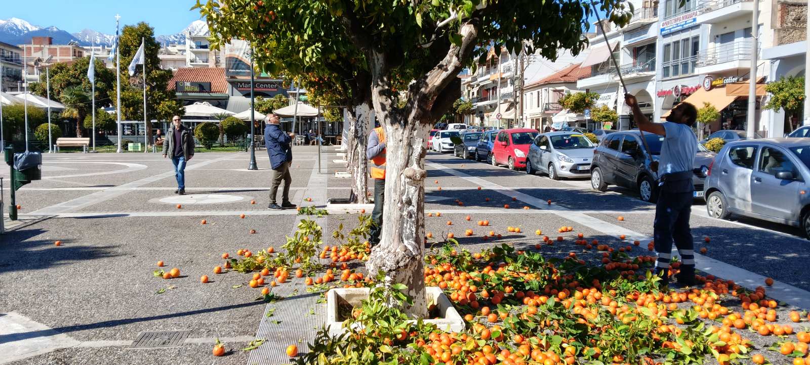 Ξεκίνησε η πρώτη φάση αποκομιδής νεραντζιών από παρτέρια και πεζοδρόμια κεντρικών δρόμων της πόλης