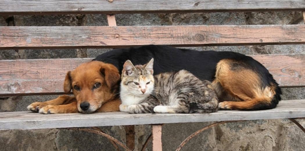 Παγκόσμια Ημέρα Αδέσποτων Ζώων: Μια Ευκαιρία για Αναγνώριση και Ευγνωμοσύνη – Επίσκεψη του 4ου Δημοτικού στο Καταφύγιο της Αγίας Κυριακής