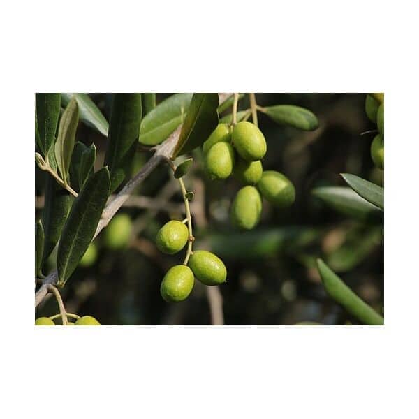 Μέχρι 23 Ιανουαρίου η υποβολή δηλώσεων στον ΕΛΓΑ για την πτώση αθηνολιάς – Εγκρίθηκαν οι αναγγελίες ζημιάς