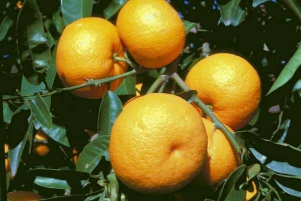 Αποκομιδή νερατζιών- Κάλεσμα εθελοντών