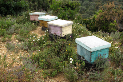 Συμμετοχή μελισσοκόμων στη δράση «Εξοπλισμός για την διευκόλυνση των μετακινήσεων»