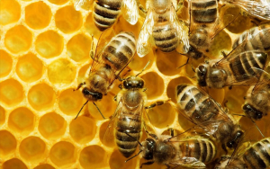 Πρόγραμμα για τη βελτίωση των συνθηκών παραγωγής και εμπορίας των προϊόντων  μελισσοκομίας για το έτος 2021