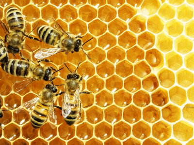 Συμμετοχή μελισσοκόμων στη δράση 3.2 «Οικονομική στήριξη της νομαδικής μελισσοκομίας έτους 2020»