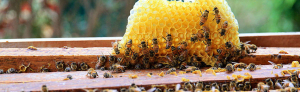 Ανακοίνωση (Καταχώρηση Μελισσοκόμων)