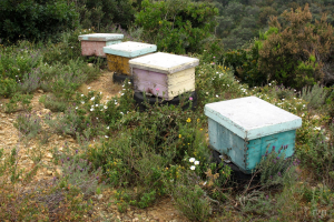 Ενημέρωση μελισσοκόμων