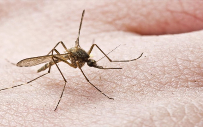 Διάθεση ενημερωτικού υλικού για την προστασία από τα κουνούπια