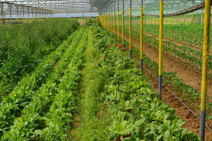 Βιολογικές καλλιέργειες: πρόσκληση για υποβολή αιτήσεων και τροποποίηση απόφασης